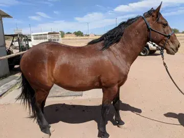 In Memoriam photo of Equine Chap, CBP, US Horse Patrol