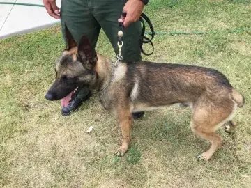 in Memoriam photo of K9 Bo, CBP, US Border Patrol