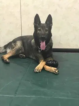 In Memoriam photo of K9 Cako, CBP, US Border Patrol