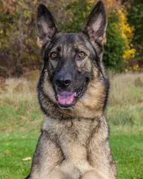 In Memoriam photo of K9 Seck, CBP, US Border Patrol