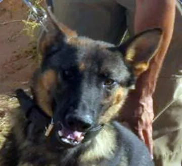 In Memoriam photo of K9 Beky, Customs and Border Protection. End of Watch 11/8/2022.