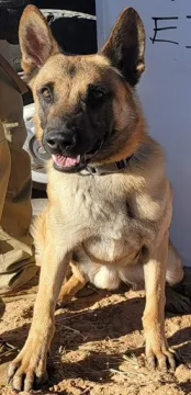 In Memoriam photo of K9 Eibar, Customs and Border Protection. End of Watch 6/19/2023.