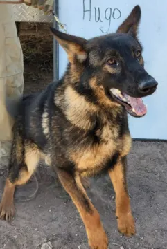 In Memoriam photo of K9 Hugo, Customs and Border Protection. End of Watch 10/18/2022.