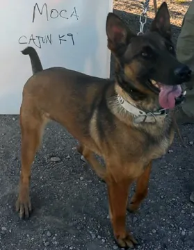 In Memoriam photo of K9 Moca, Customs and Border Protection. End of Watch 6/3/2023.