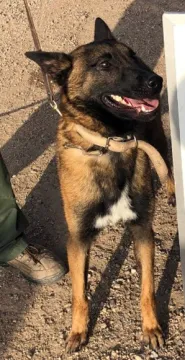 In Memoriam photo of K9 Naiko, Customs and Border Protection. End of Watch 4/18/2023.