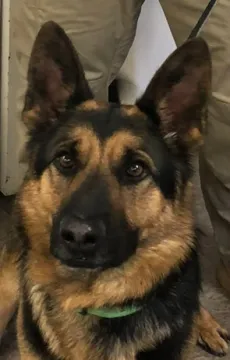 In Memoriam photo of K9 Ruger, Customs and Border Protection. End of Watch 1/14/2023.