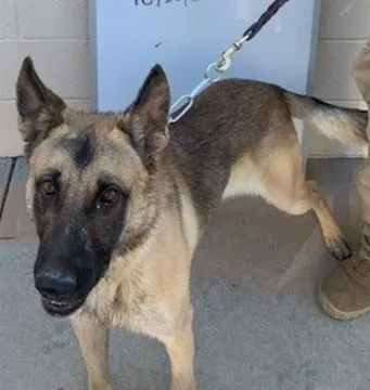 In Memoriam photo of K9 Tirion, Customs and Border Protection. End of Watch 9/22/2023.