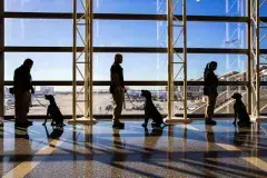 TSA service dogs waiting with their trainer