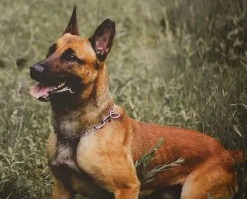 K9 Bulder 